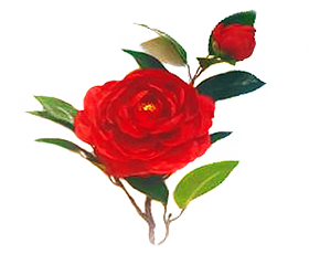 Camelias