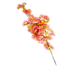Ciruelos