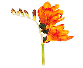 Fresias