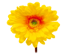 Gerberas
