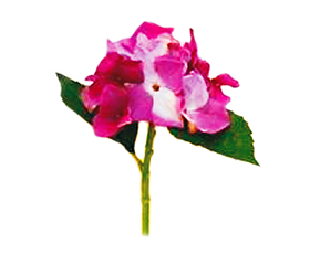 Hortensias