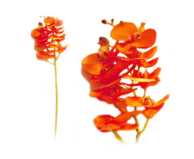 Orquideas