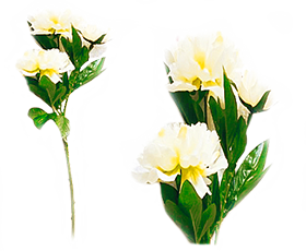 Peonias