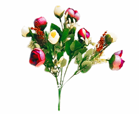Ranunculus